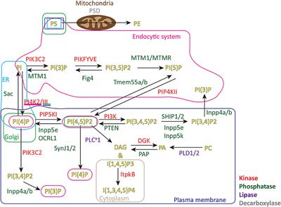 Phospholipids: Pulling Back the Actin Curtain for Granule Delivery to the Immune Synapse